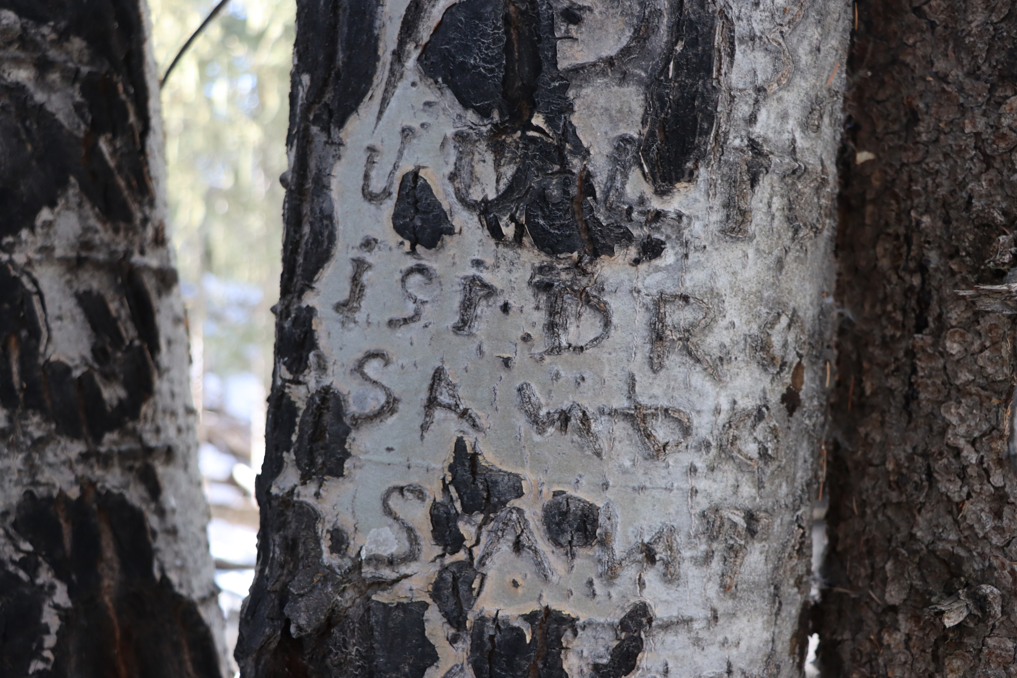 Faint letters historically carved into an aspen tree trunk.