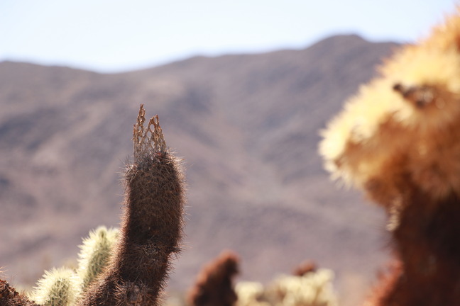 A brown cholla with some spines. 