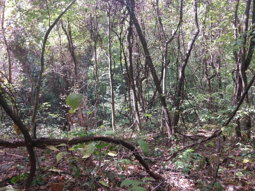 GRSM Accuracy Assessment. Plot Code: GRSM_AA_0742_5