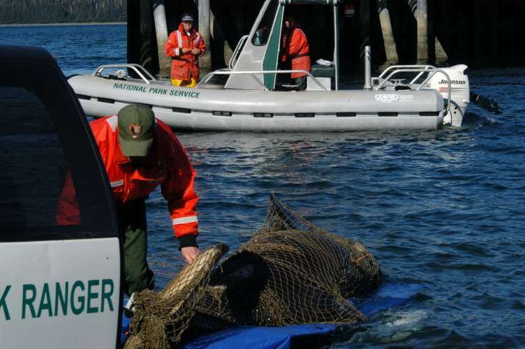 A small killer whale wrapped in a net is loaded onto land by a park ranger.