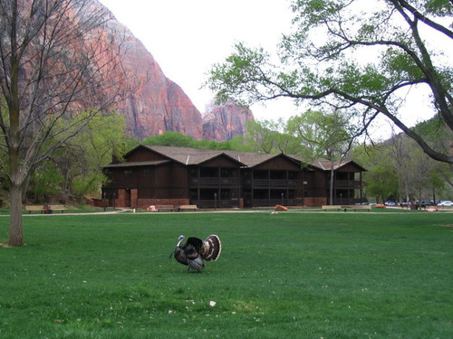 Lodging NPS Zion lodge