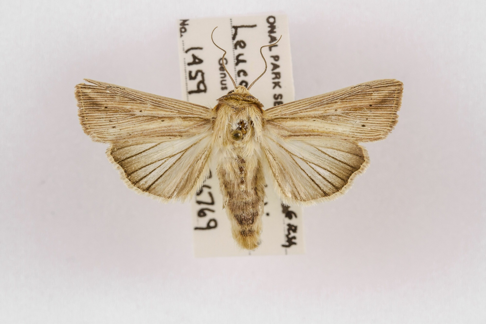 Image of Leucania adjuta, a species of Animalia