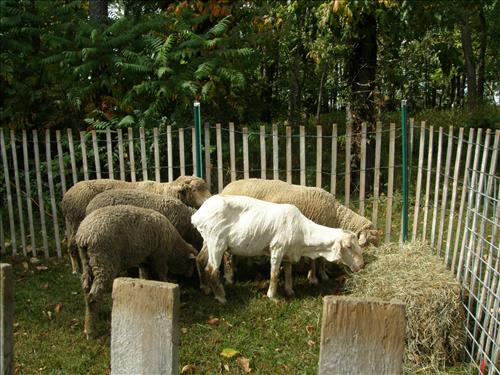 Lindenwald Harvest Day Celebration at Martin Van Buren National Historic Site in September 2009 part I