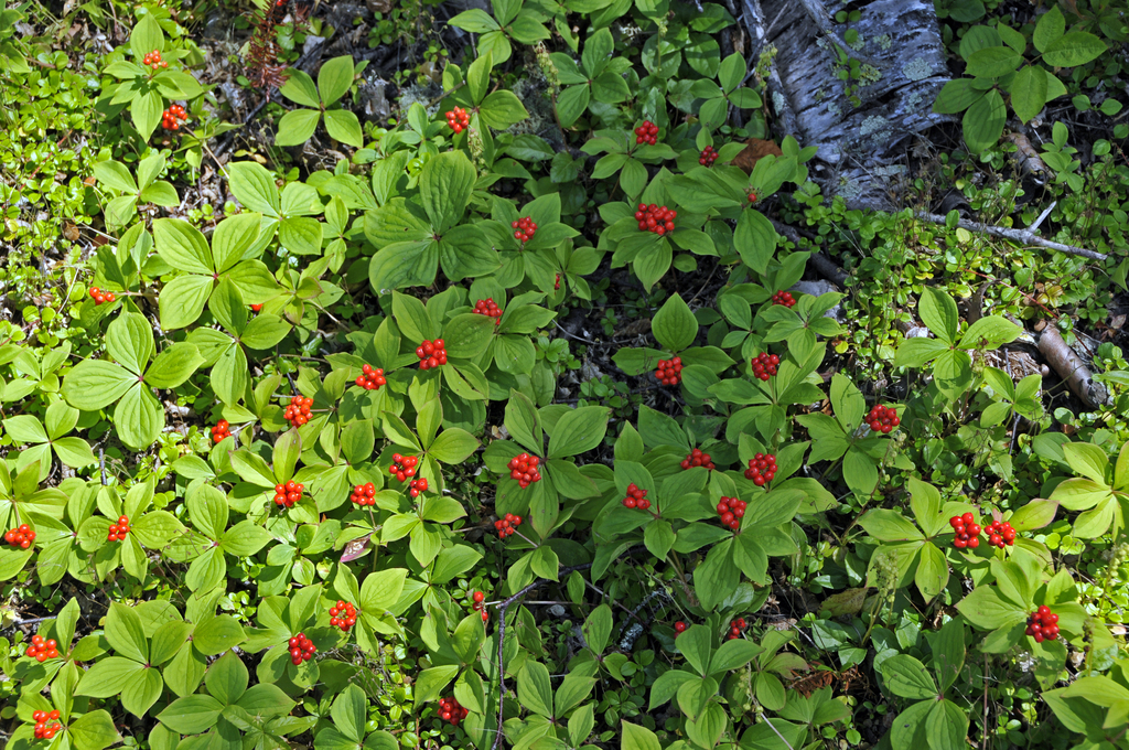 A cluster  of small, low plants with four leaves and clusters of tiny red berries.