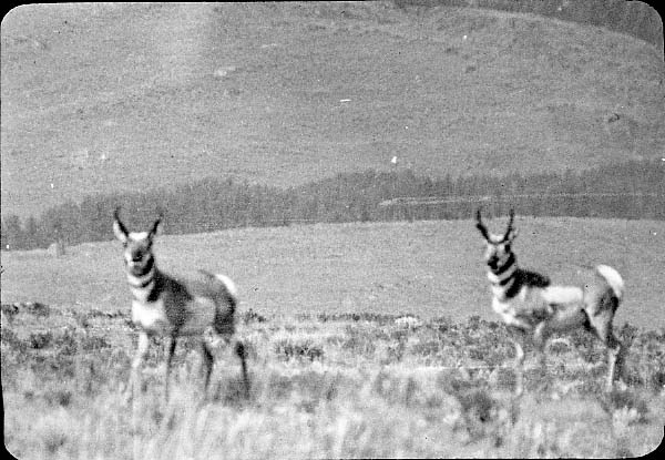 Pronghorn