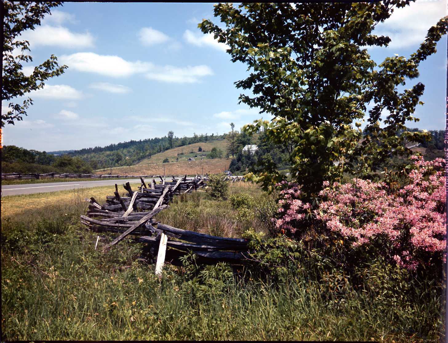Pink Azalea on Parkway