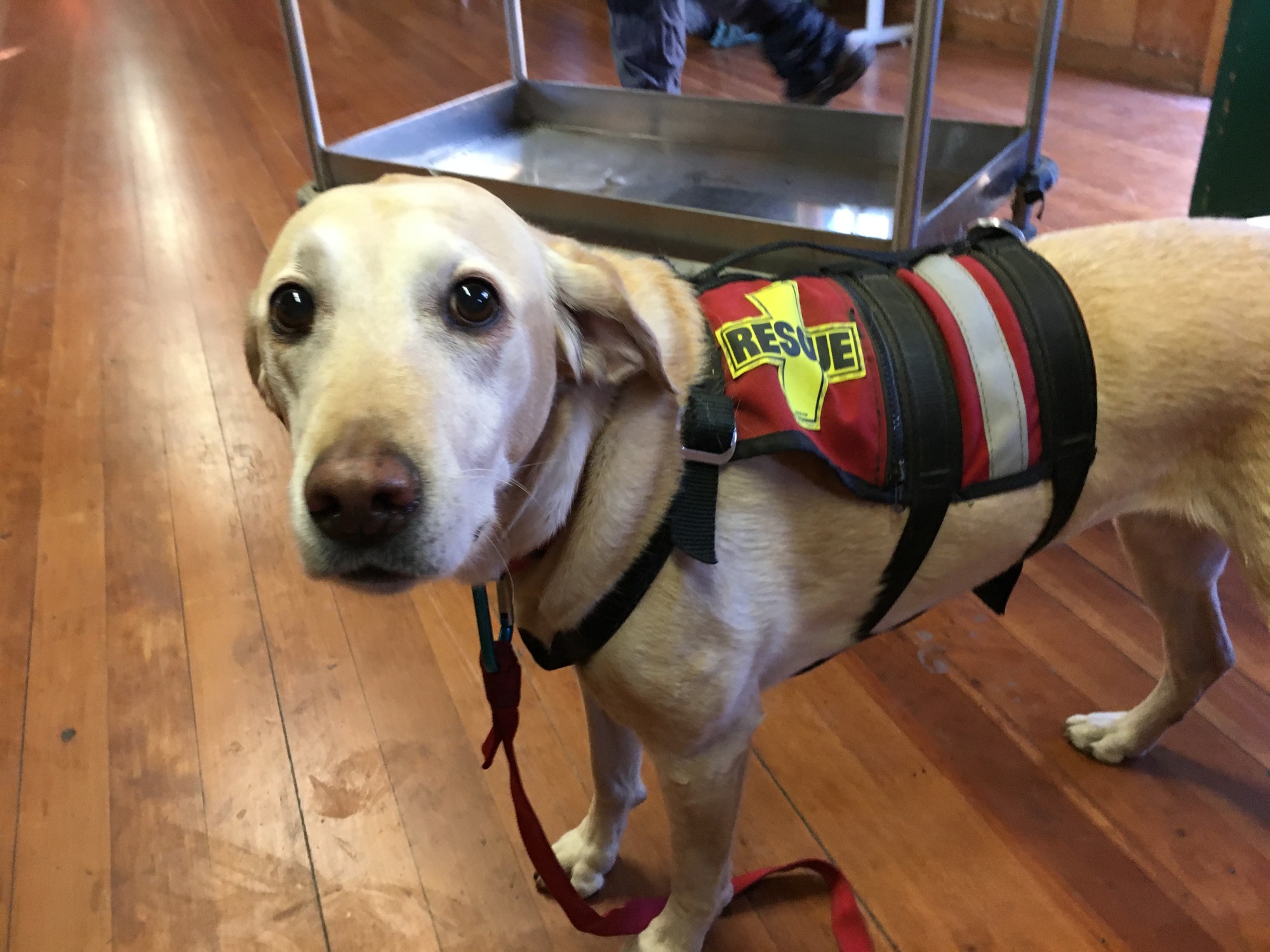 A search dog waits inside. 