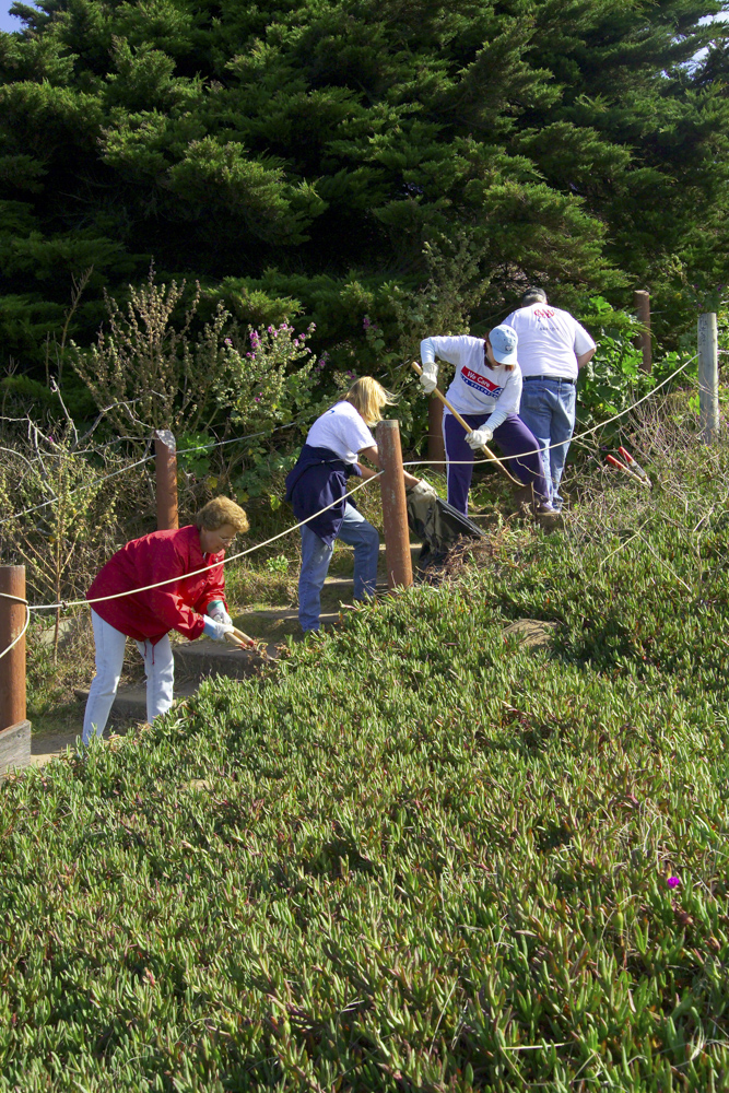 Volunteers cut back over growth along the steeps of a trail in Presidio