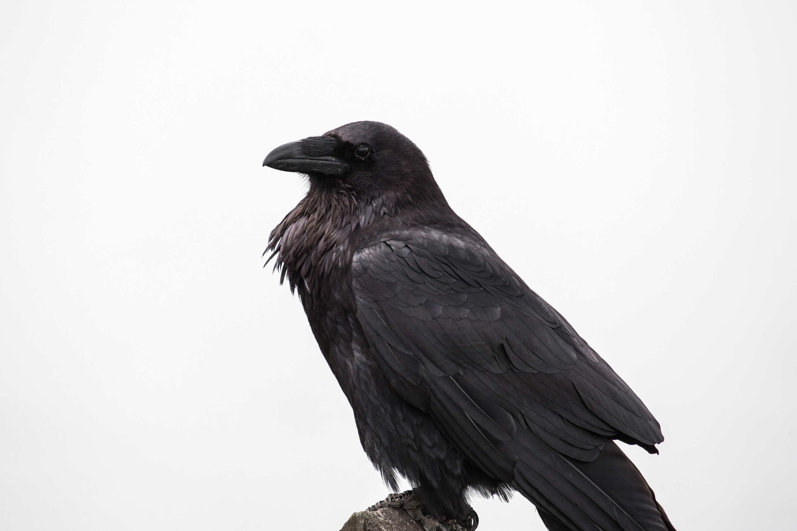 A side view of a common raven with a white background.