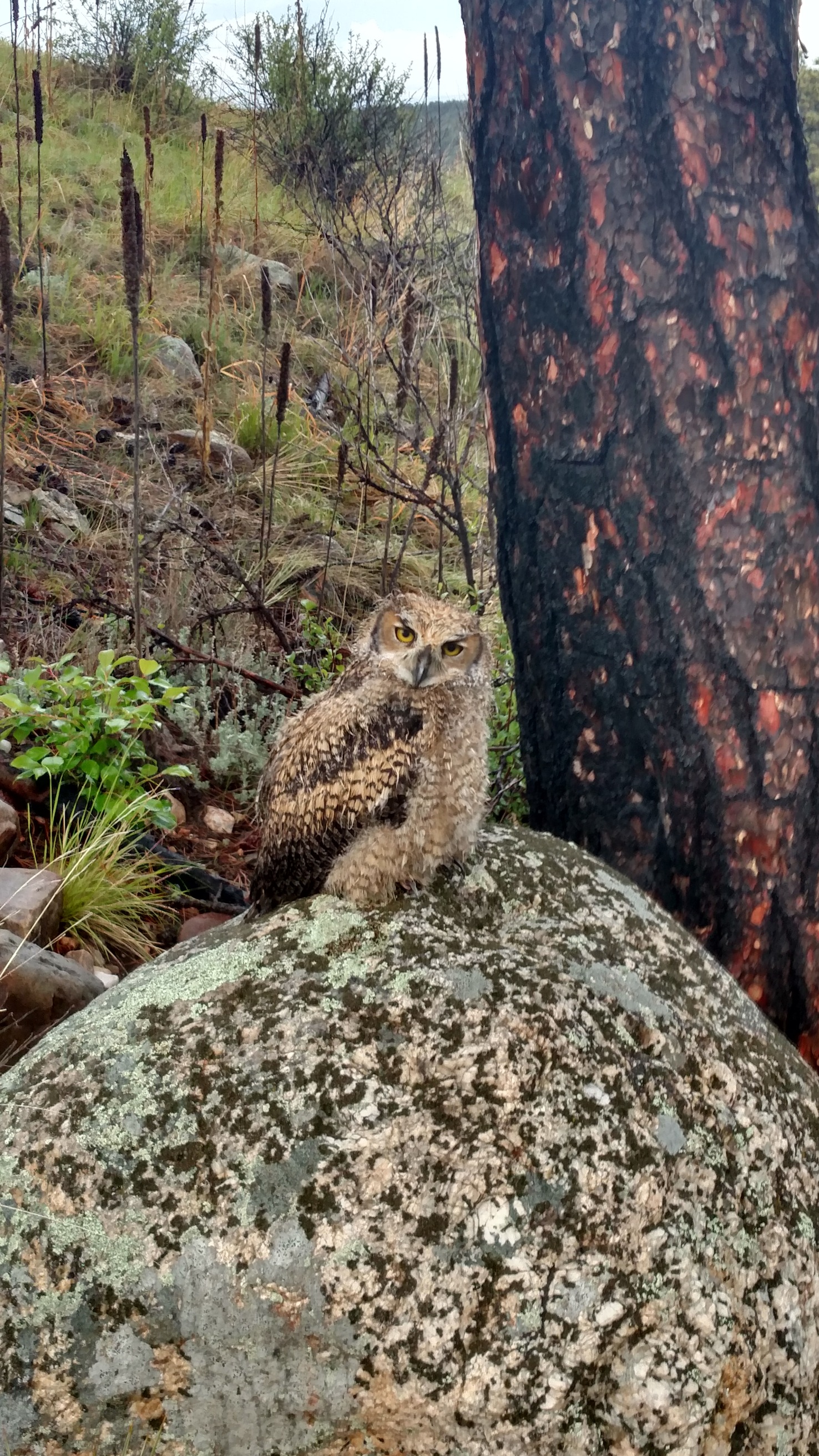 a large brown striped owl on a rock in the rain