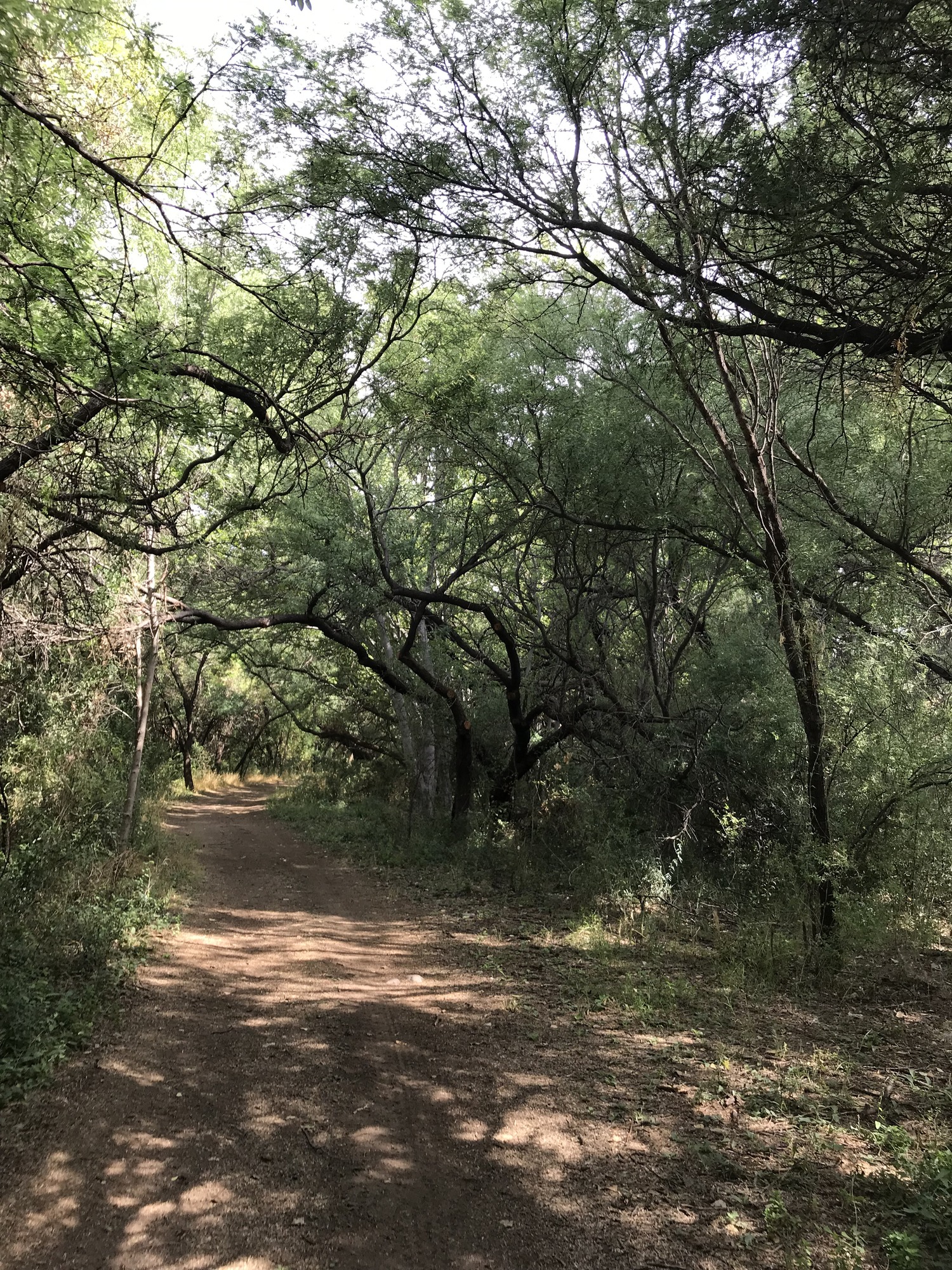 wide-tracked trail through mesquite forest
