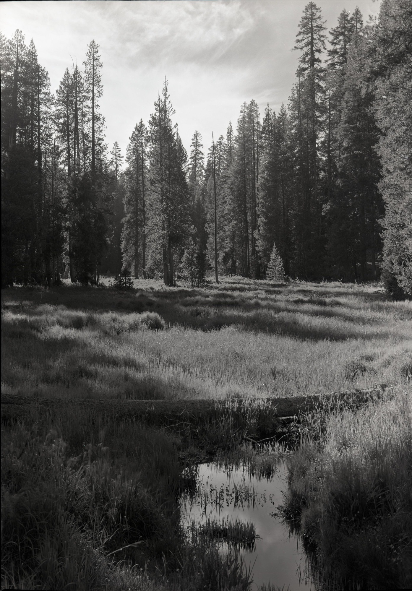 Meadow on Glacier Point Road