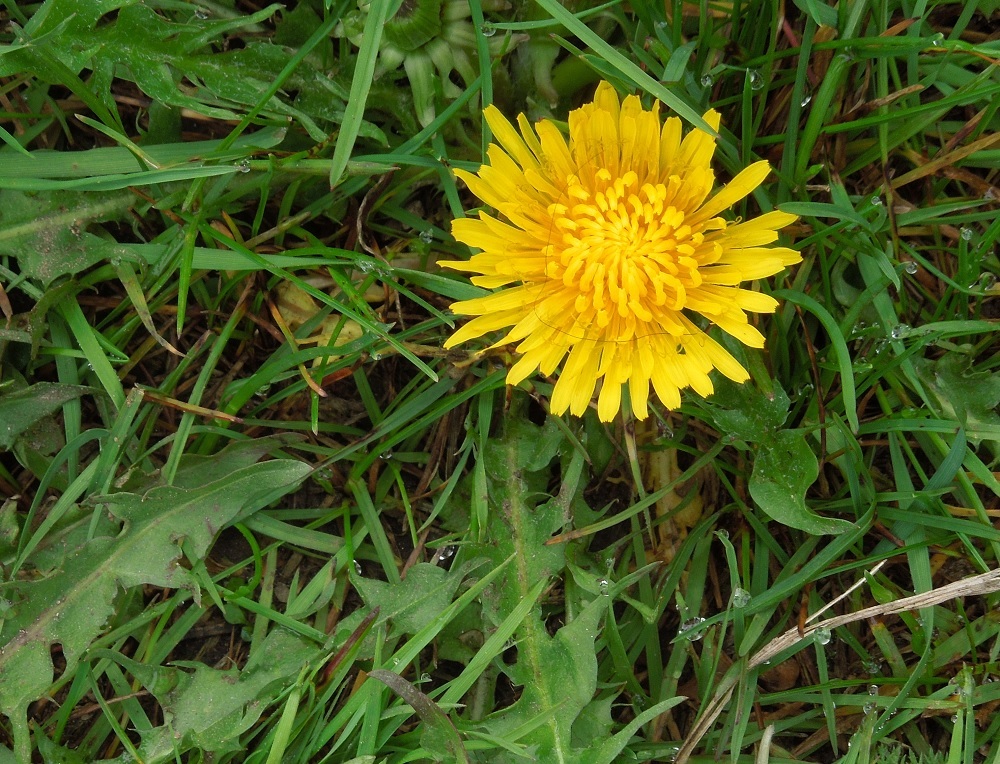Dandelion flower and leaves