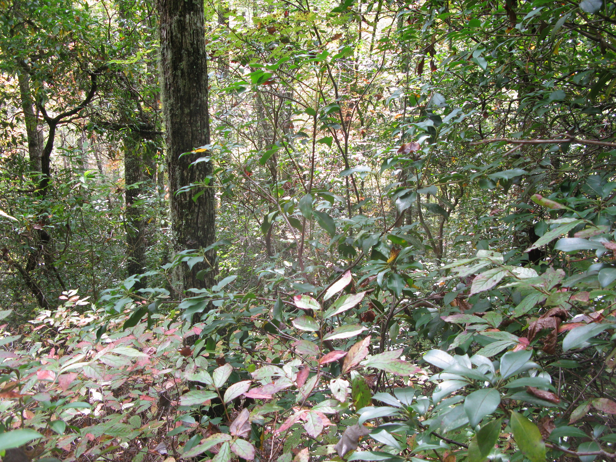 GRSM Accuracy Assessment. Plot Code: GRSM_AA_0267_4