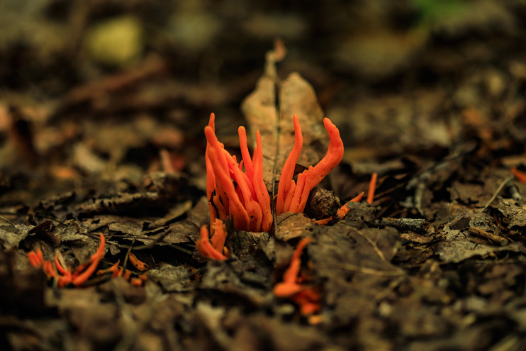 Bright orange mushroom growth sits in the middle of the image with brown leaf debris surrounding the base. 