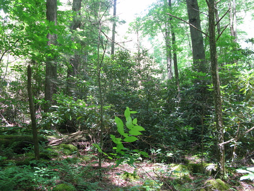 GRSM Accuracy Assessment. Plot Code: GRSM_AA_0882_2