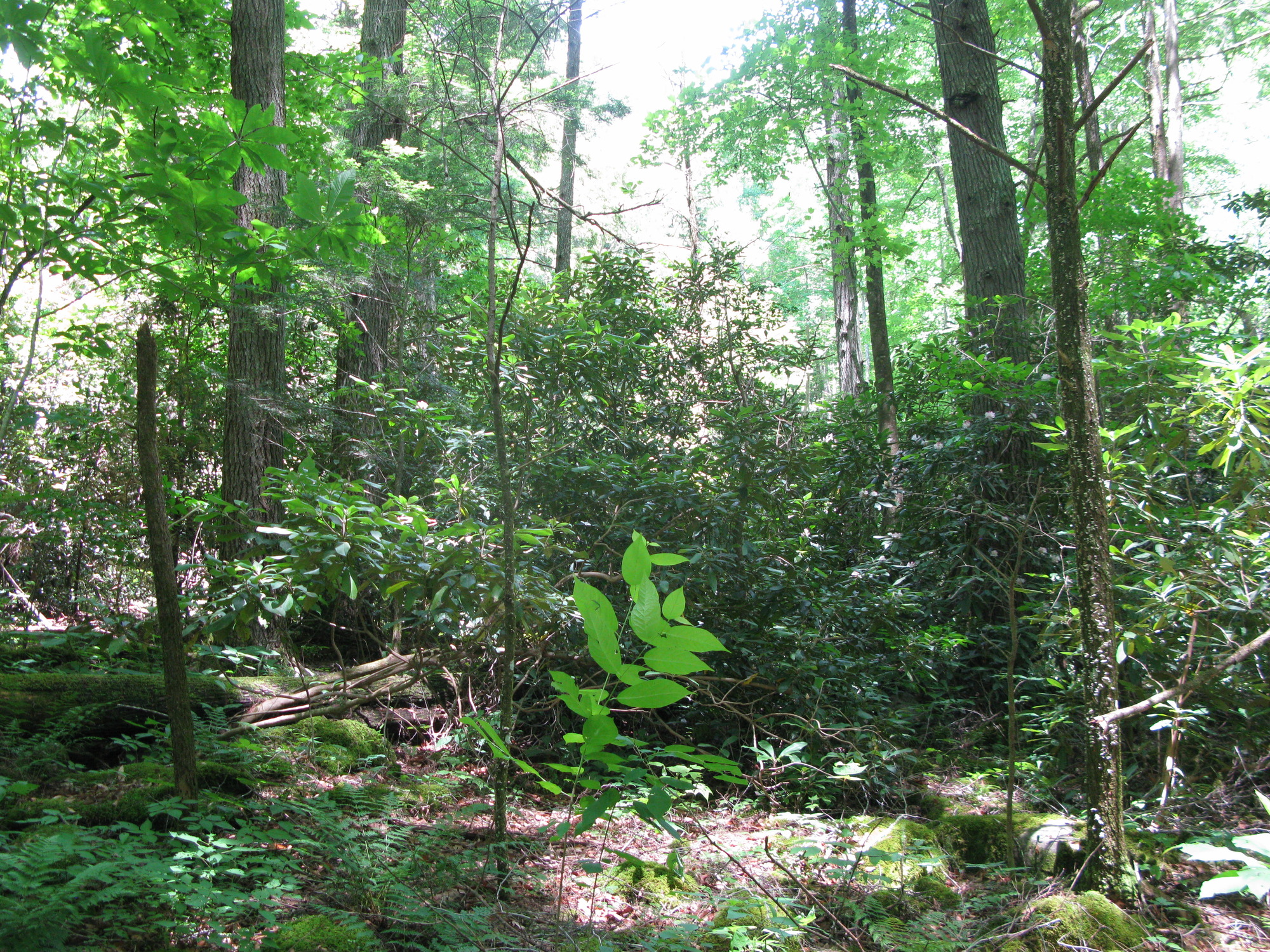 GRSM Accuracy Assessment. Plot Code: GRSM_AA_0882_2