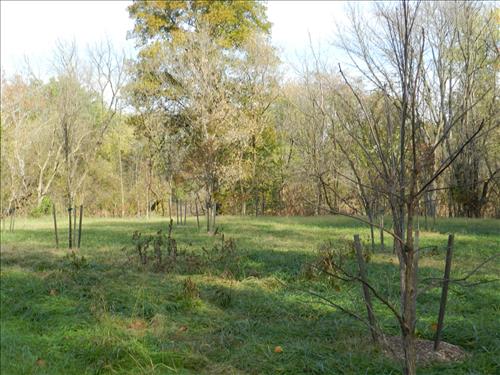 Monocacy NB Tree Replacement