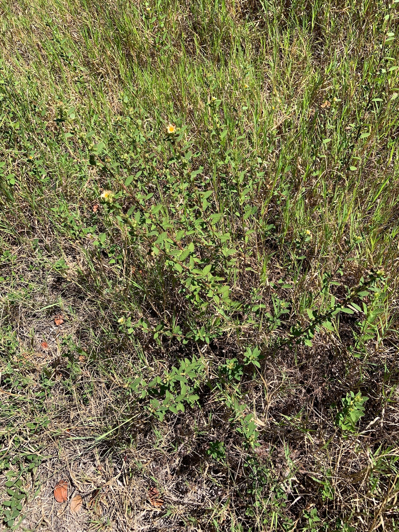 Photo of plant species Sida rhombifolia