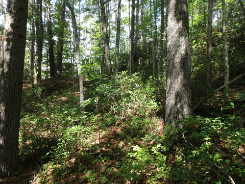 GRSM Accuracy Assessment. Plot Code: GRSM_AA_0091_2