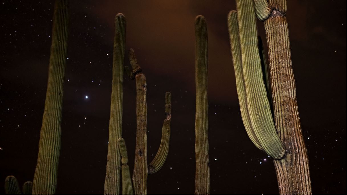 mature saguaros are lit by camera flash with a starry sky in the background