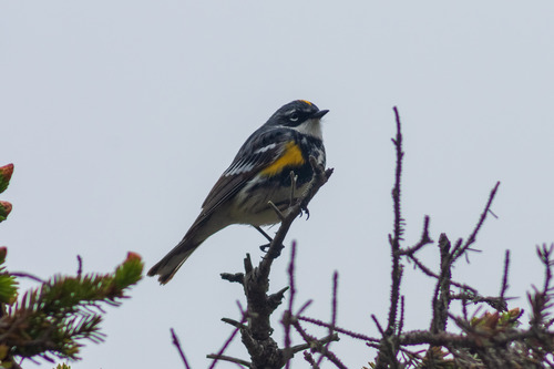 A bird perches on a tree