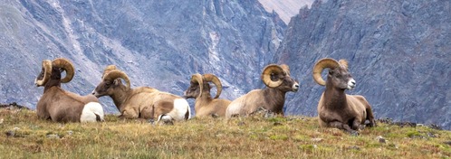 Five bighorn sheep rest on the tundra with rugged mountains in the background