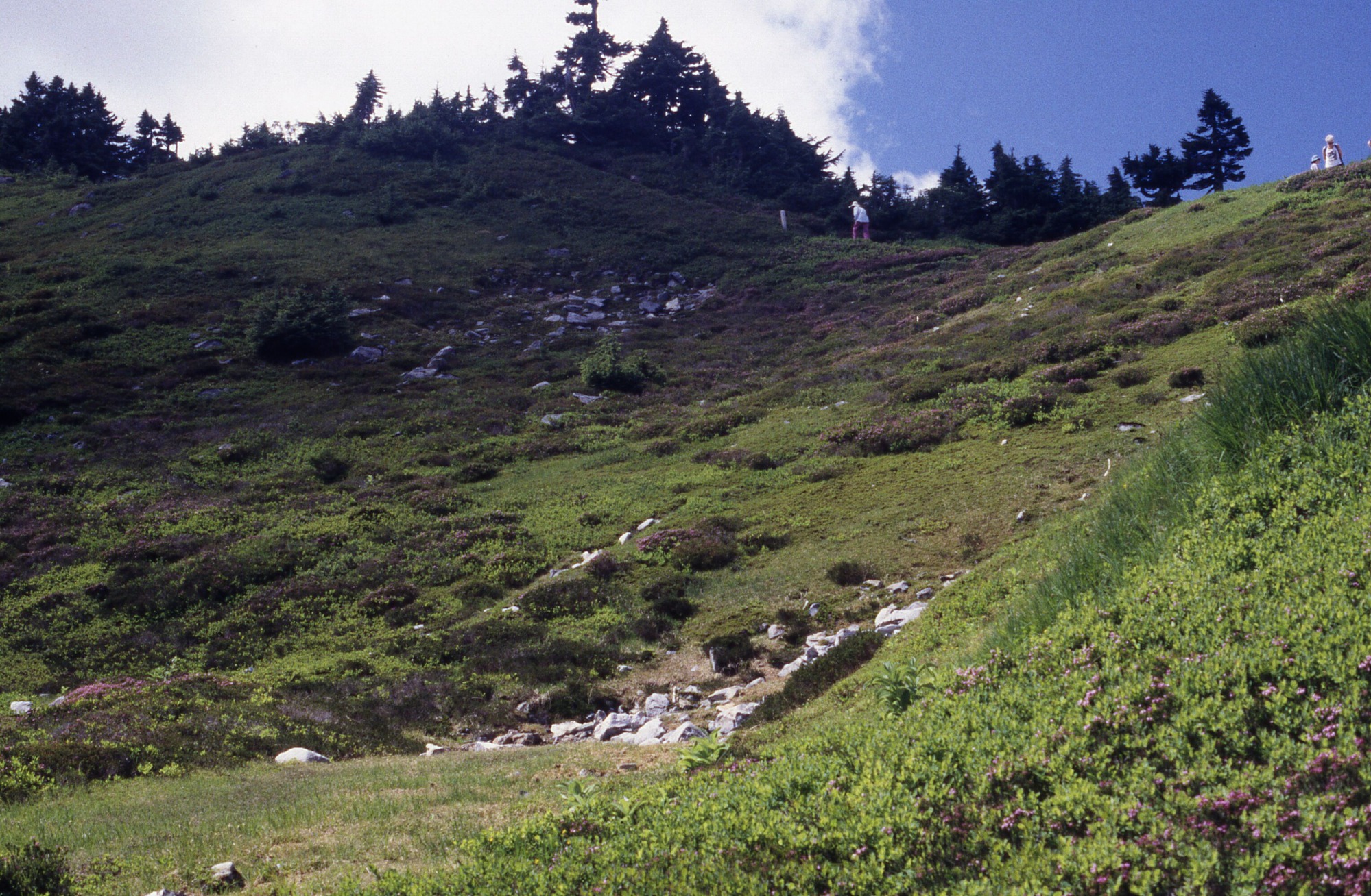 A hillside with wildflowers, shrubs, and rocks. On top are a group of hikers and trees.