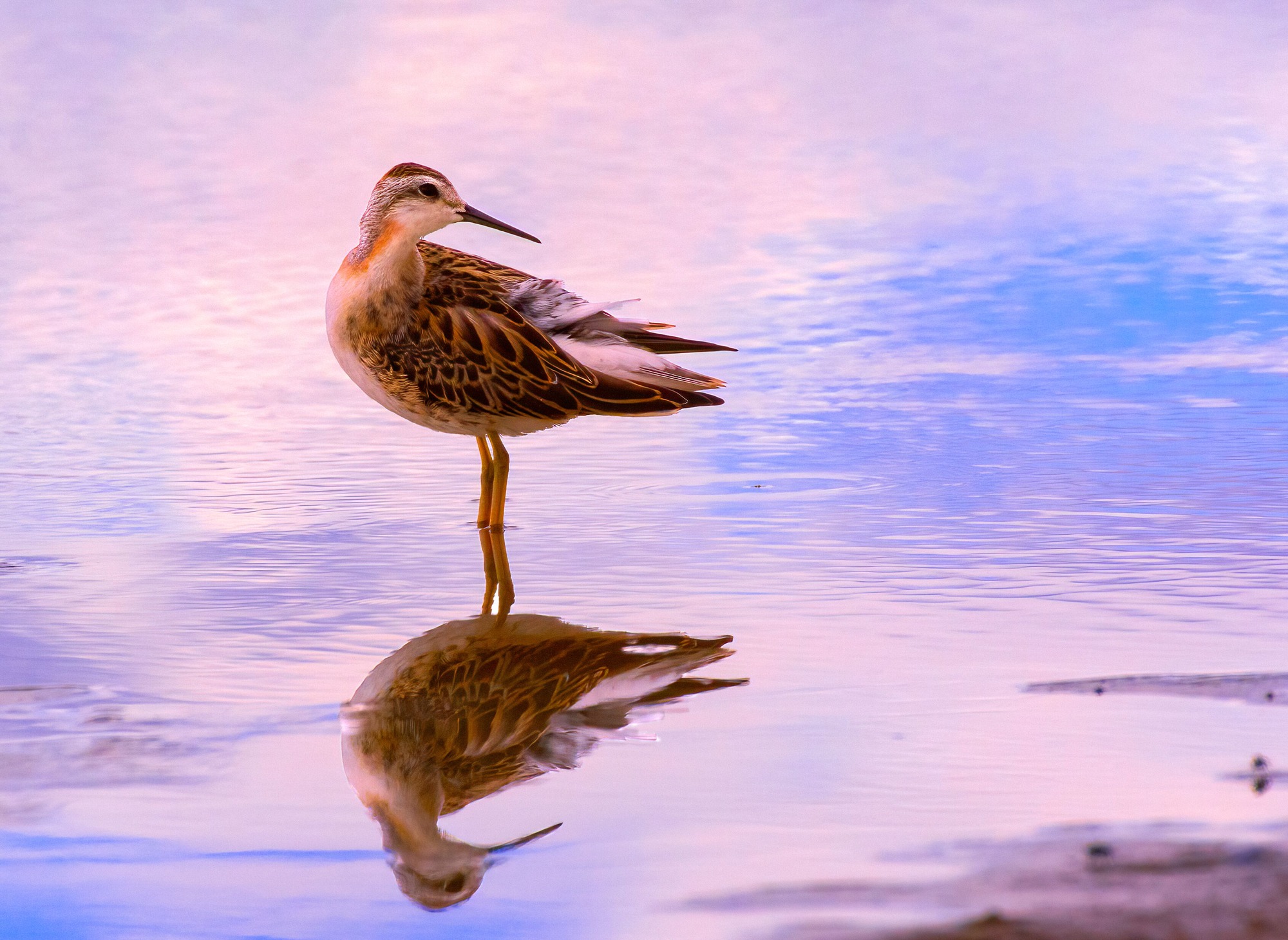 A phalarope rests after landing in a wetland west of the dunes. They migrate a few thousand miles each year between wintering and summering grounds.