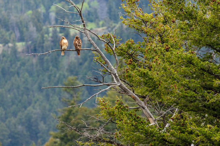 A pair of red-tailed hawks perched on a dead limb of a tree