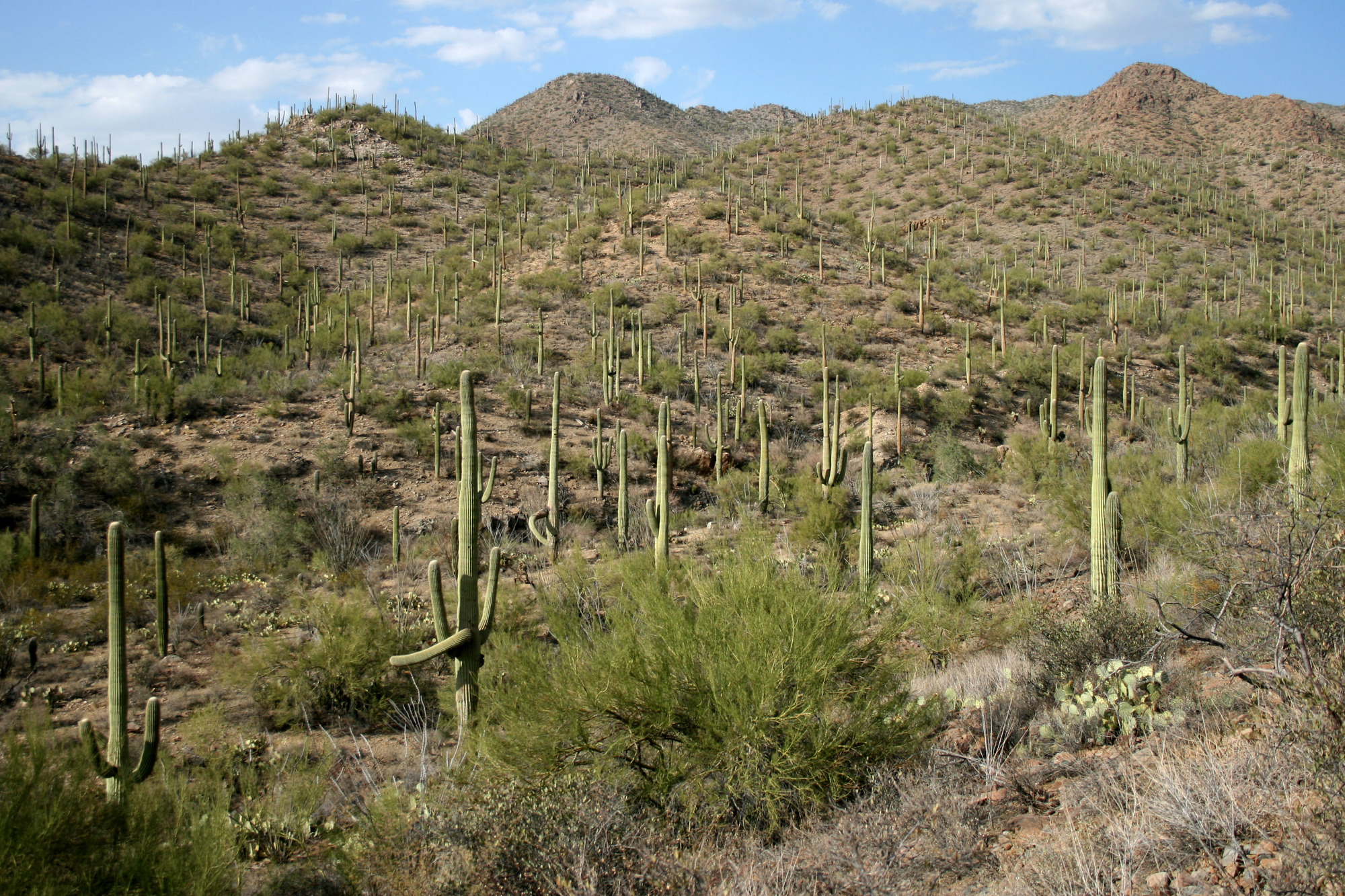 Saguaro cactus forest