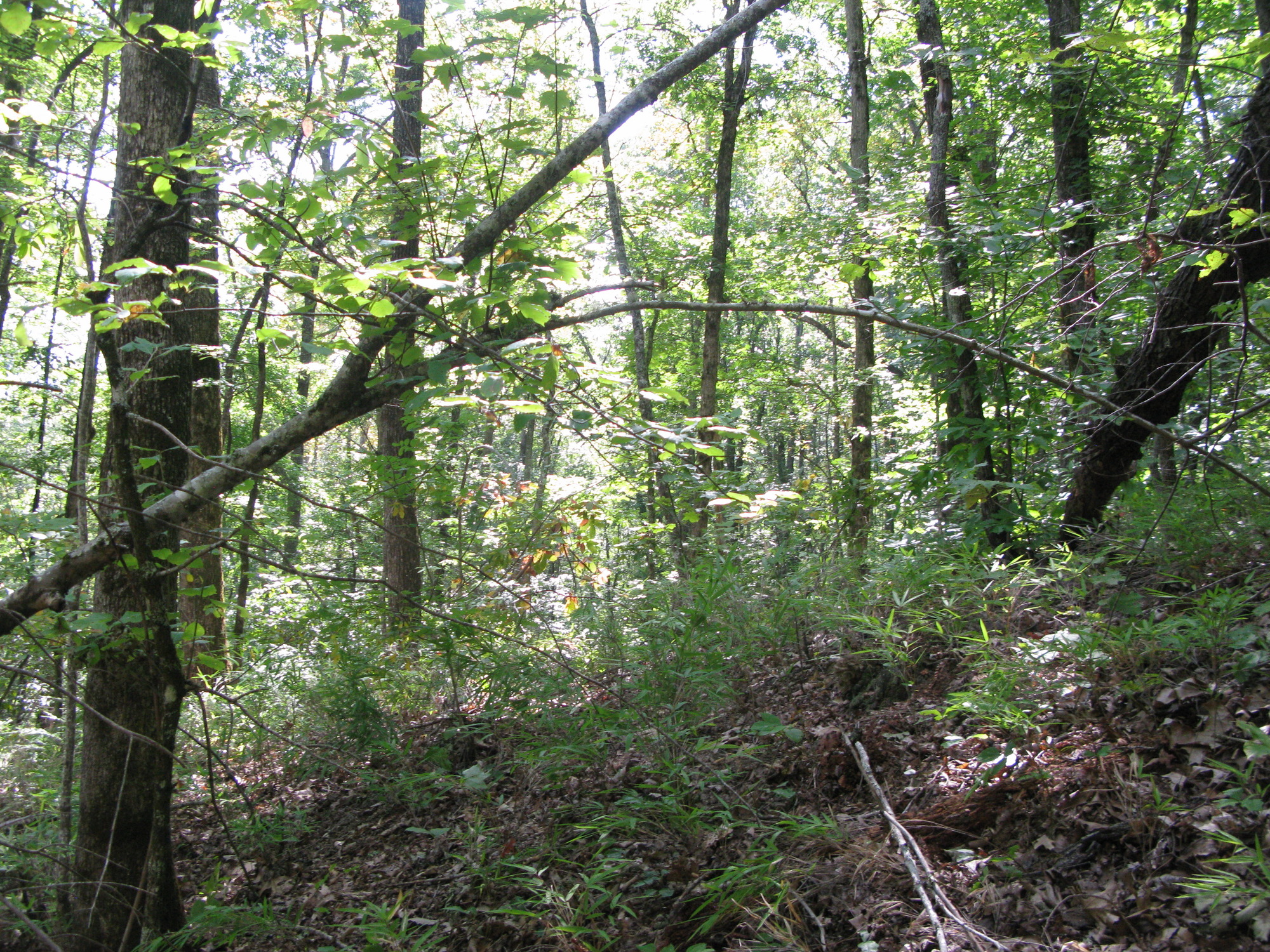 GRSM Accuracy Assessment. Plot Code: GRSM_AA_0235_6