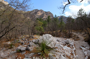 View along Guadalupe Ridge Trail in McKittrick Canyon in Guadalupe Mountains National Park, Texas.