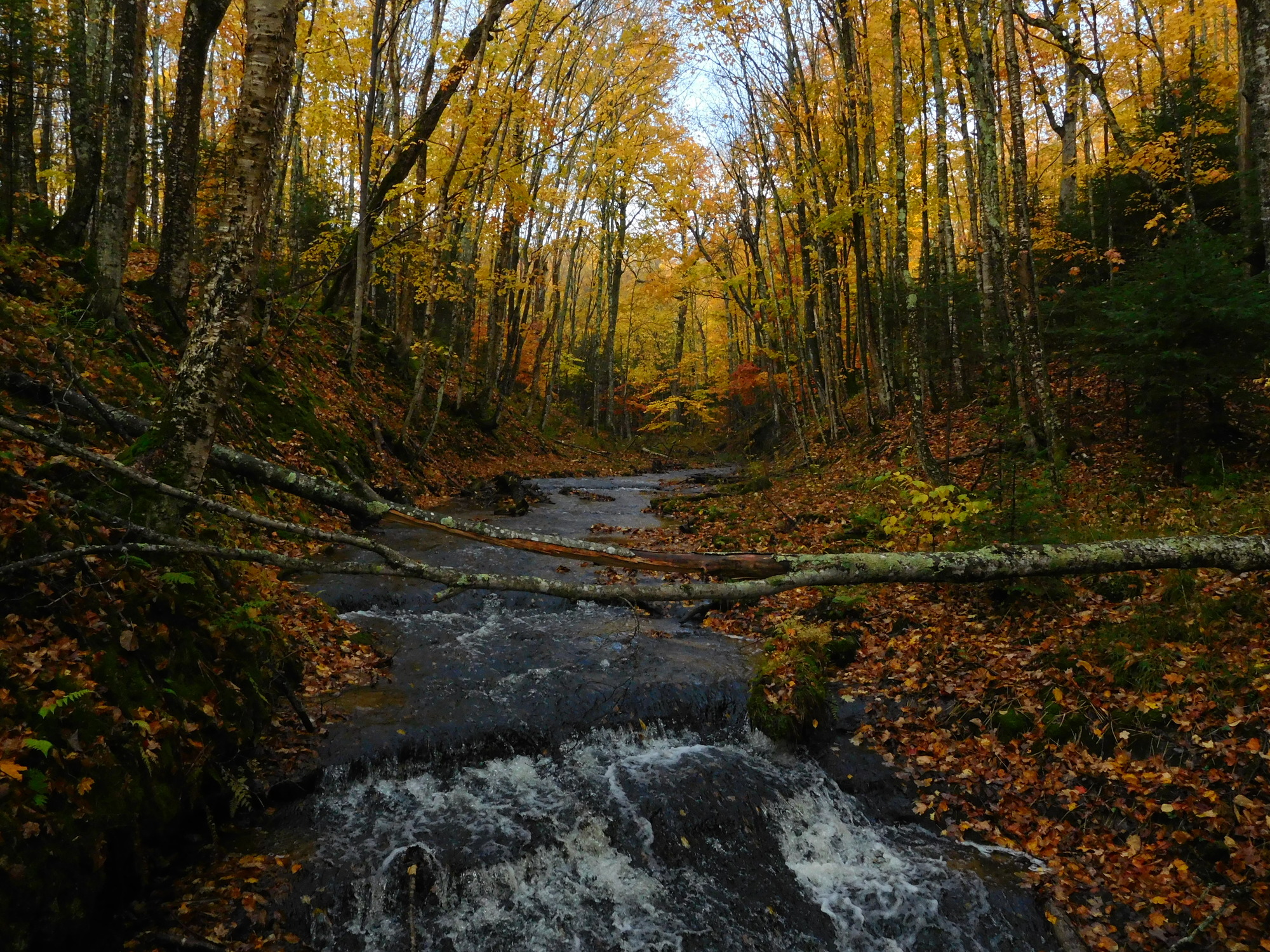 Mosquito Creek and small cascading waterfall flowing through the woods. The banks are covered in fall leaves. The trees have yellow leaves.