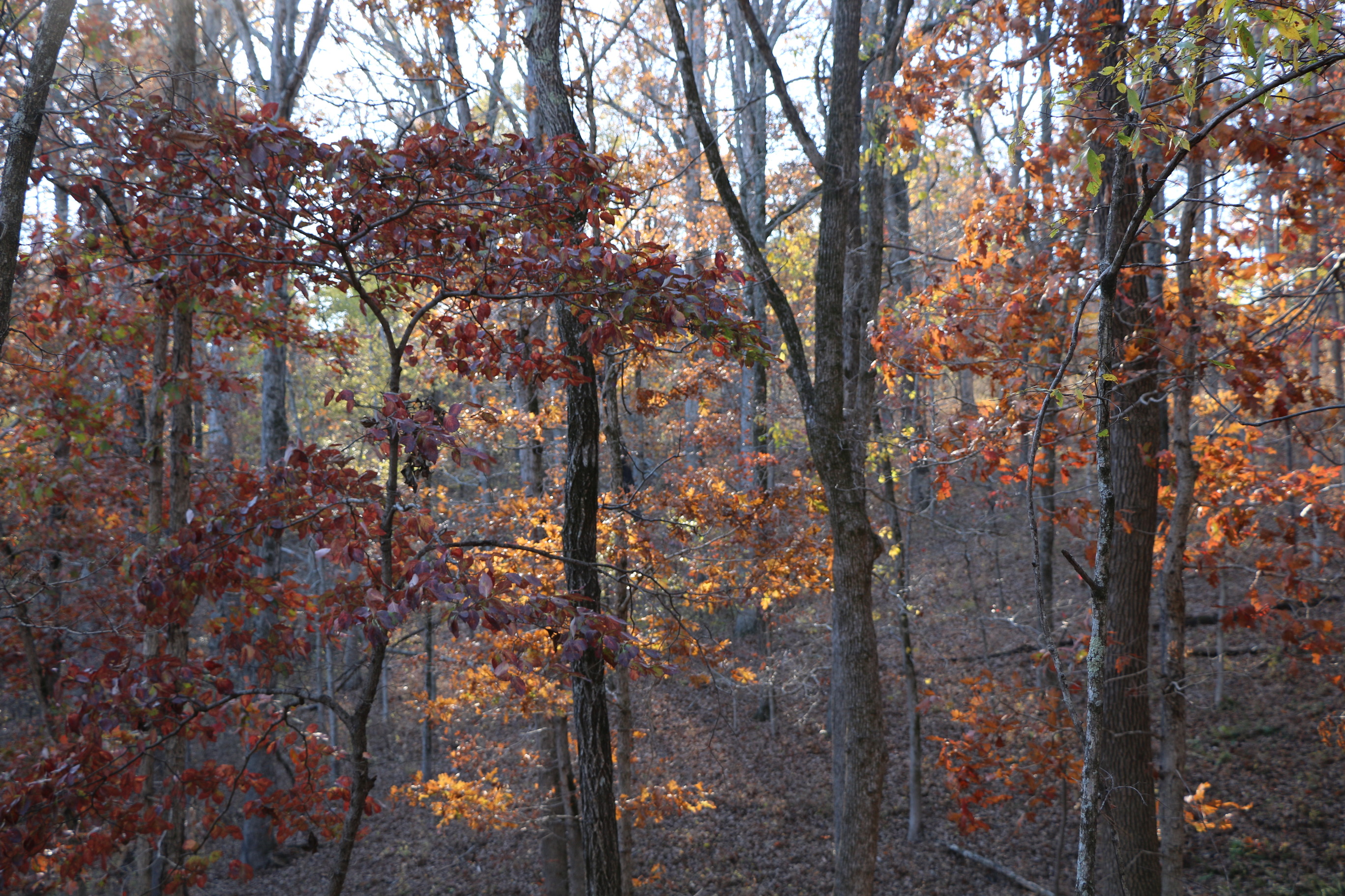 Multi-colored leaves glow in the afternoon sunlight.