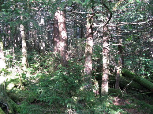 GRSM Accuracy Assessment. Plot Code: GRSM_AA_0786_3