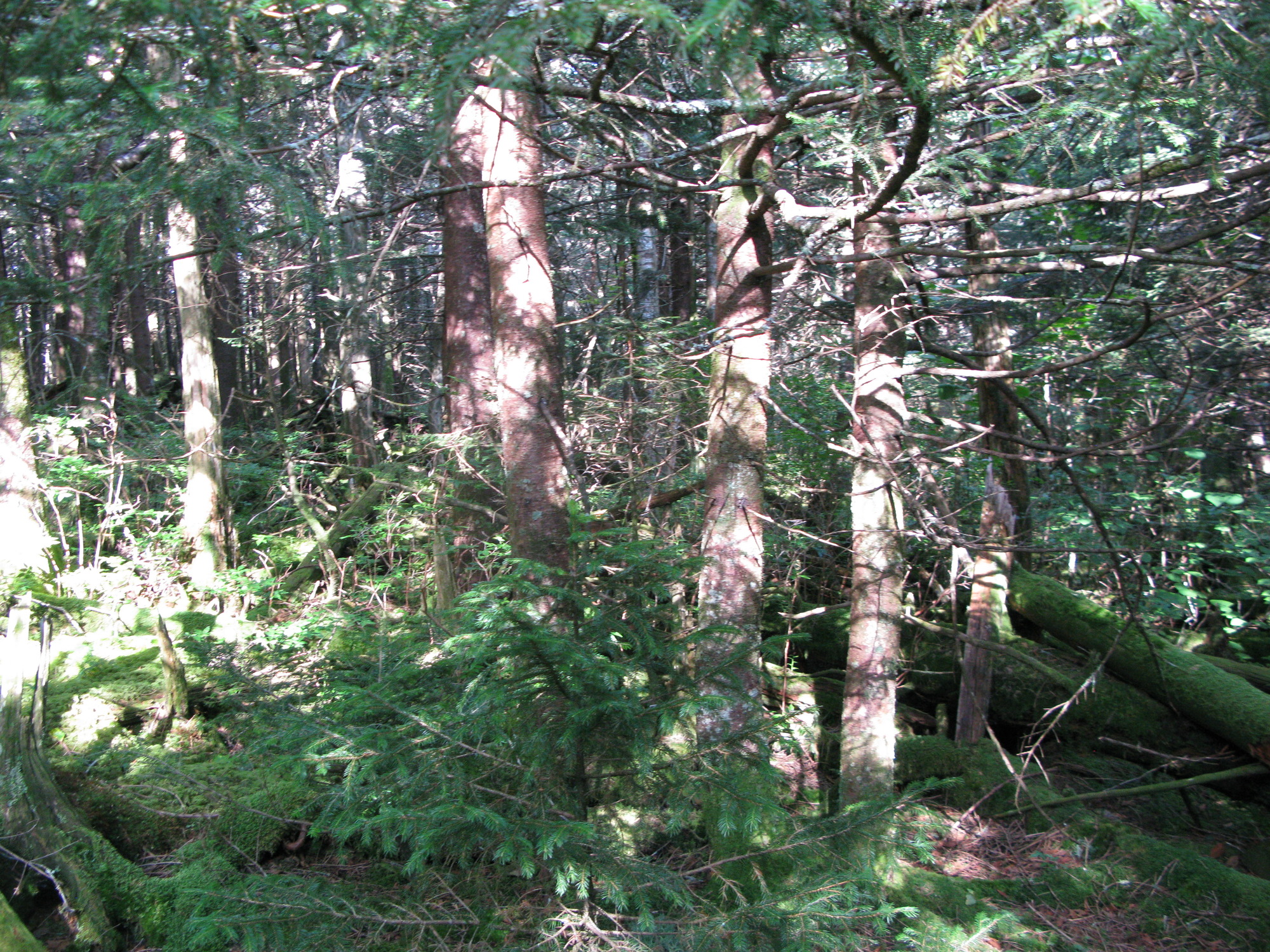 GRSM Accuracy Assessment. Plot Code: GRSM_AA_0786_3