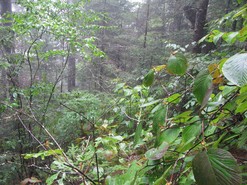 GRSM Accuracy Assessment. Plot Code: GRSM_AA_0962_6