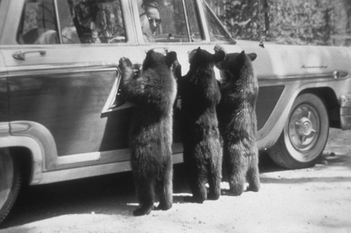 Three black bear cubs standing on hind legs and leaning on car while woman looks through window at them