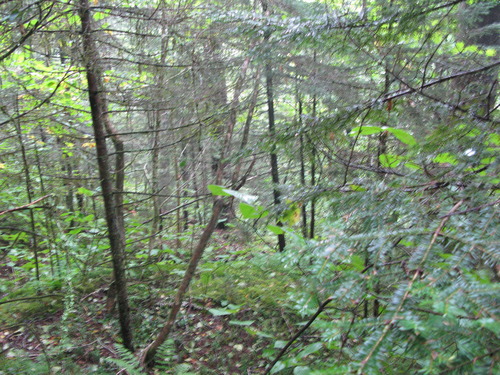 GRSM Accuracy Assessment. Plot Code: GRSM_AA_0157_3