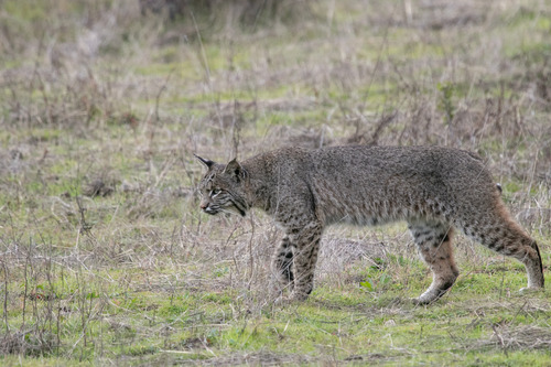 A medium-sized, gray-furred, black spotted cat with tufted ears and a short tail walks in a grassy field.