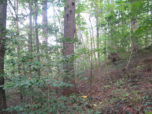 GRSM Accuracy Assessment. Plot Code: GRSM_AA_0539_6