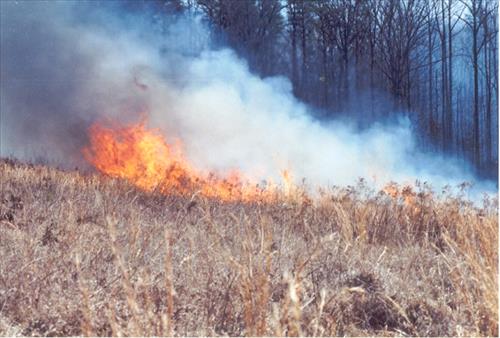 Spotsylvania courthouse prescribed burn, 2004