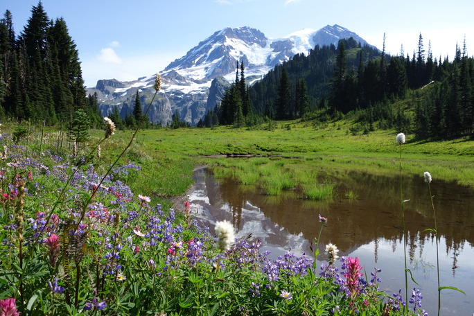 Colorful wildflowers surround a small pond reflecting surrounding hillsides and Mount Rainier. 