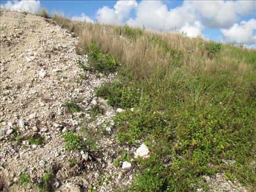 Remediation of Lead-Contaminated Soil at Former Small Arms Range