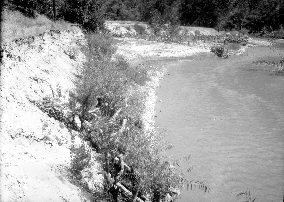 Willow 'spider' jetties, opposite Wiley camp drainage. Survival poor due to heavy deer browsing