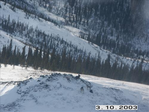 1 Yukon-Charley Rivers National Preserve Wolf Capture 2003