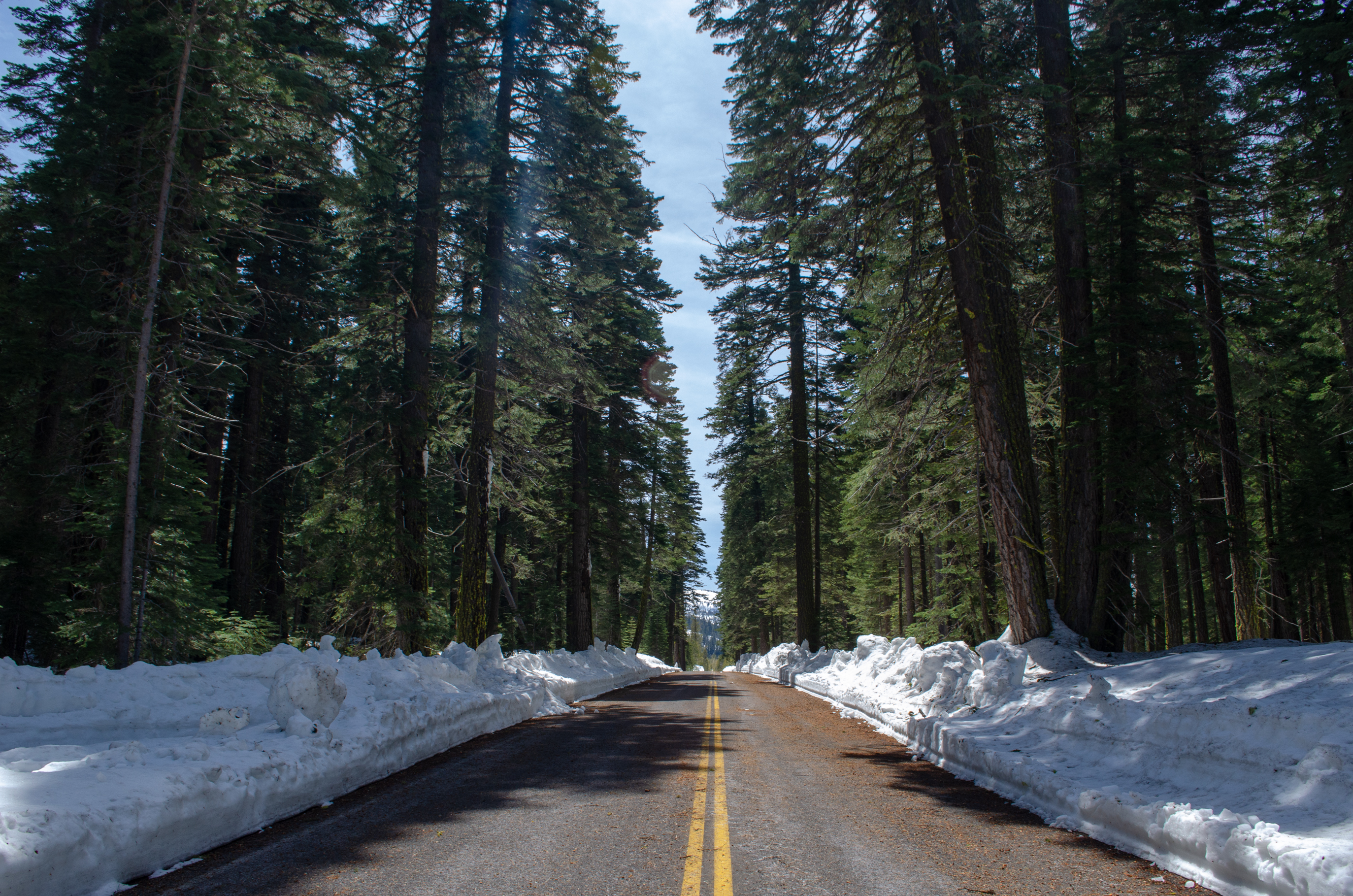 Photo of a road flanked by snow and conifer trees