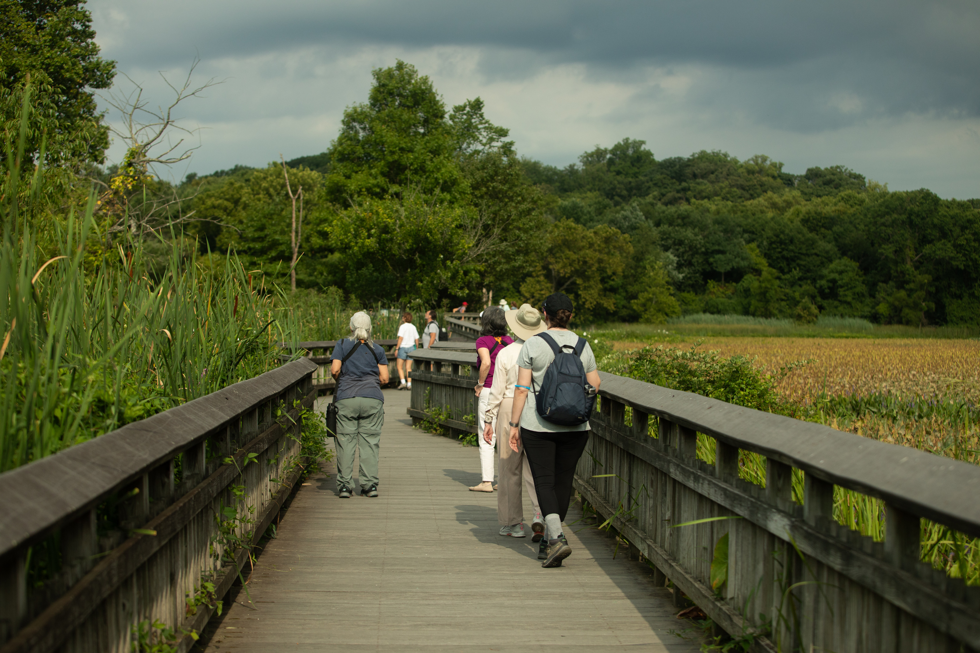 Visitors walk on the boardwalk surrounded by a marsh. 