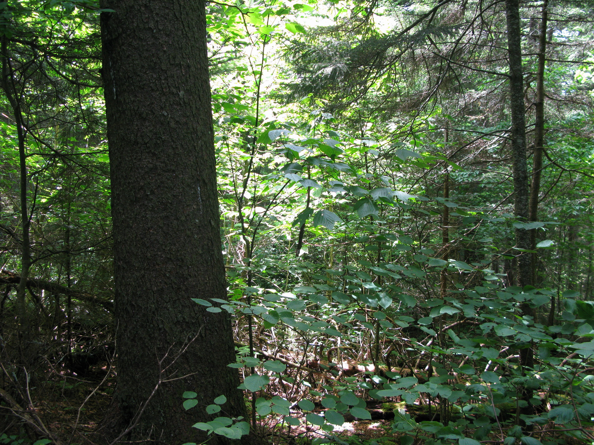 GRSM Accuracy Assessment. Plot Code: GRSM_AA_0013_5